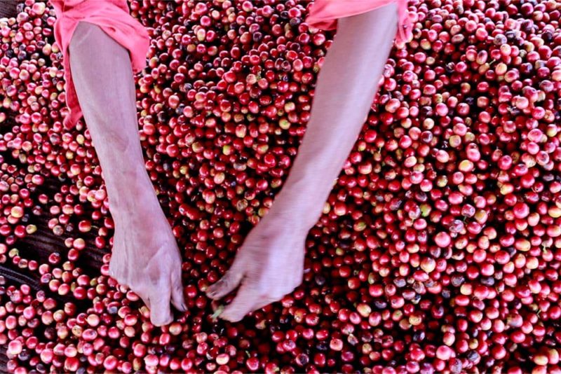 Kenya AA Ruthaka Farmers Coop – Ruarai Factory - Cherries